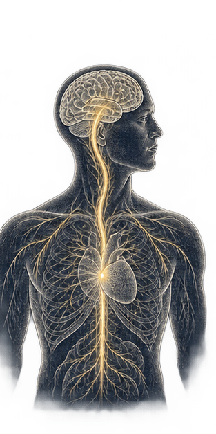 A head and torso linked by a luminous mind-to-body pathway